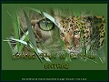 D�tails Cercle-Felin-du-Bengal.com - le site des chats du Bengal