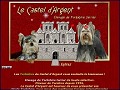 Dtails Castel Argent - levage de Yorkshire Terrier