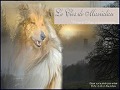 D�tails Le Clos de Marialan - �levage de chiens de la race Colley