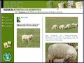 D�tails Agneau-poitou-charentes.com