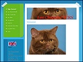 D�tails Les Chamin'Ours - �levage de chats british shorthair & selkirk rex