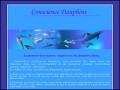 Dtails Consciencedauphins.com - Nager avec les dauphins