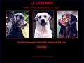 D�tails Labradors.org - �levage de labradors